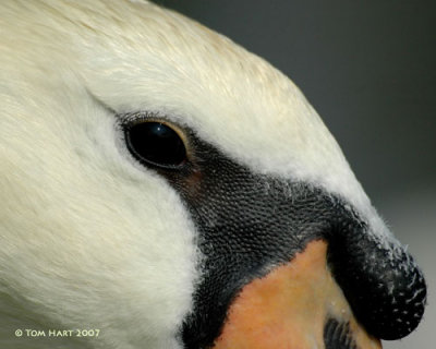 g6/00/645400/3/83543400.Sx4as6gh.jpg