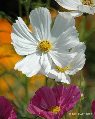 Flower - Bishop, Ca