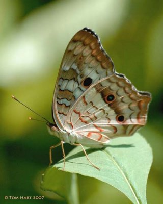 g6/00/645400/3/85928072.8Qj53j6Q.jpg