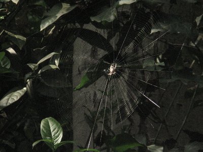 spider in web.JPG