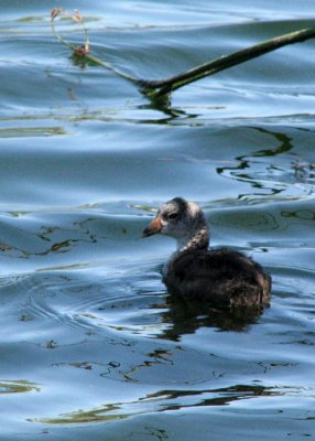 Baby Coot