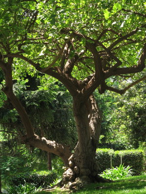 readingtree