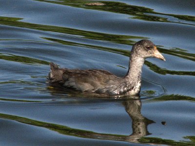 Young American Coot