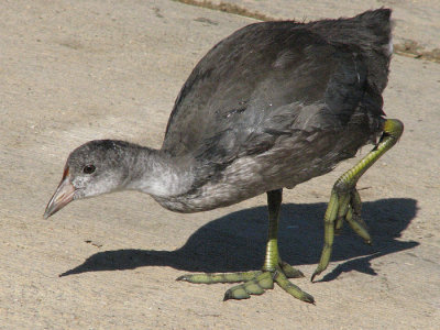 Young American Coot