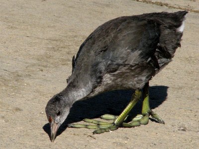 Young American Coot