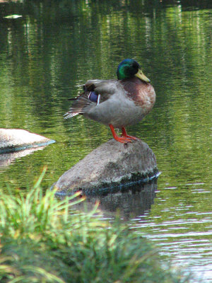 Mallard