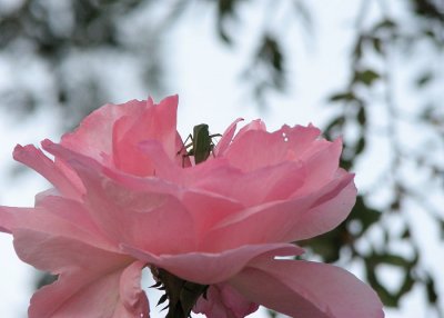 rosehopper