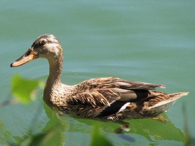 Female Mallard