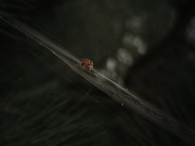 Spider in a Tree