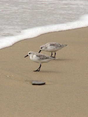A pair of Sanderlings