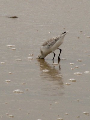 Sanderling