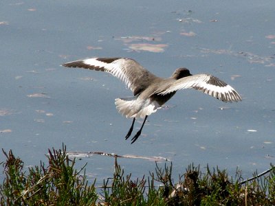 Willet taking off