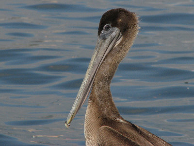 Young Brown Pelican