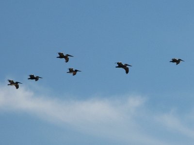 Pelican formation