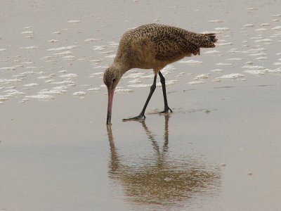 Godwits