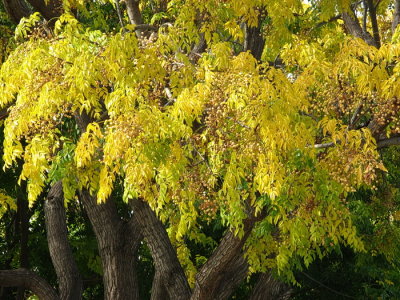 Golden Tree