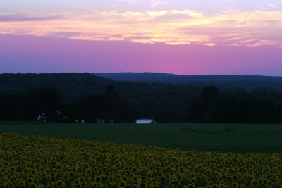 Everyone likes sunflowers