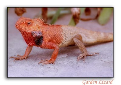 Garden Lizard