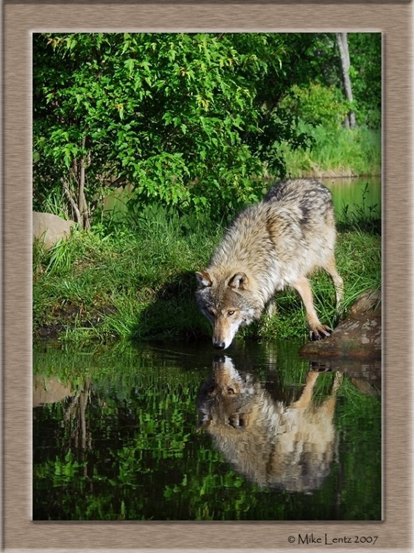 Timber Wolf drink reflection