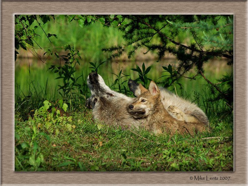 Timberwolf pup bite