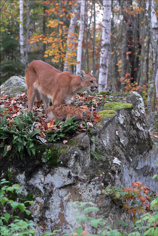Cougar and pup