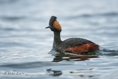 Eared Grebe portrait