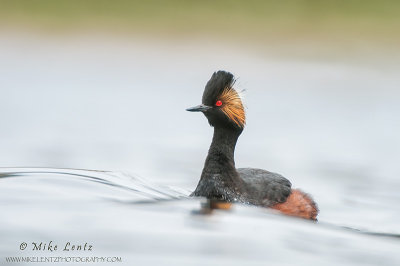 Eared Grebe 