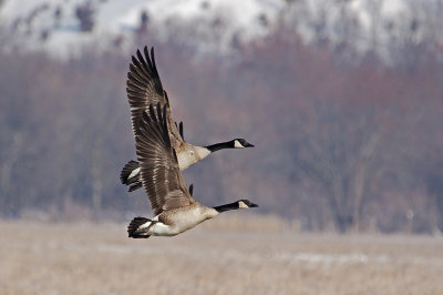 Geese synchronized in flight