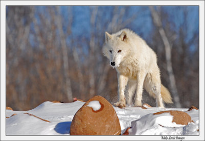 Arctic Wolf at the overpass