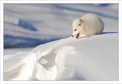 Arctic-Fox-on-snow-ledge