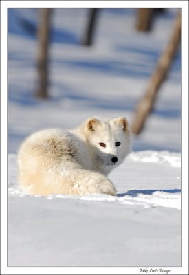 Arctic Fox upright
