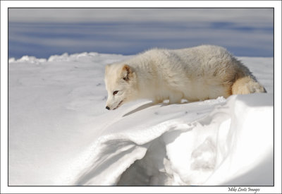 Arctic Fox snowy ledge