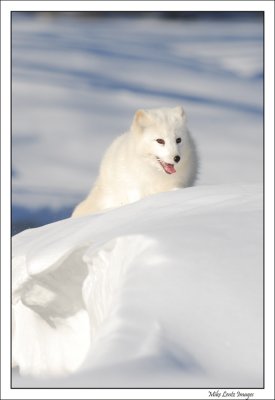 Arctic Fox on snowbank