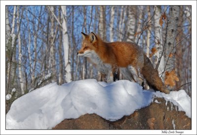 Fox-on-lookout-rock