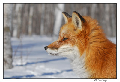 Fox-head-portrait