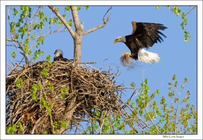 Eagle-builds-nest