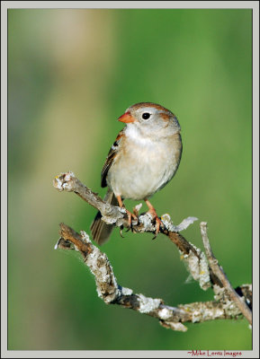 Field-sparrow-moss-stick