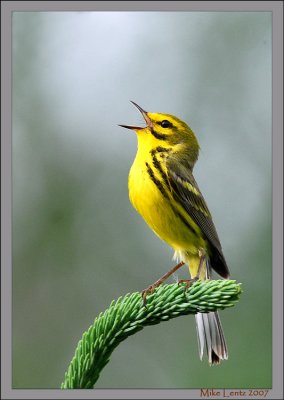 Prairie-warbler-singing