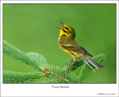 Prairie warbler - Dendroica discolor