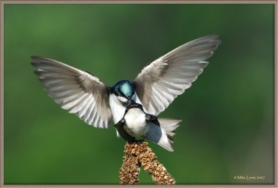 Tree-swallows-crooked