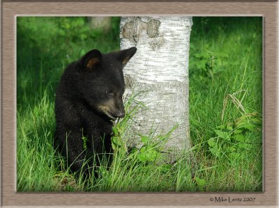 Bear cub peek