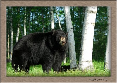 Black Bear Birch