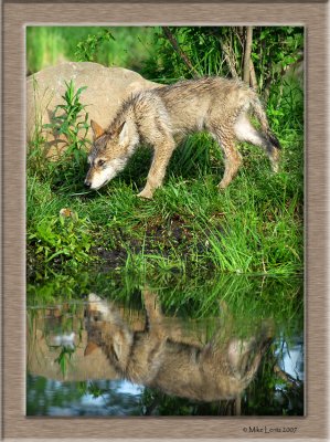 Timberwolf pup reflecting close