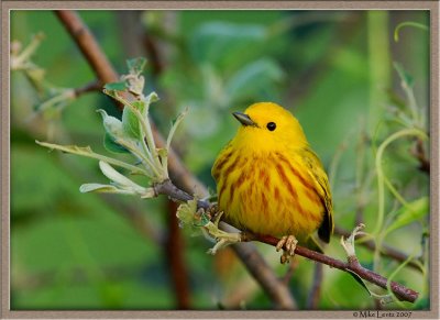 Yellow Warbler in an apple tree