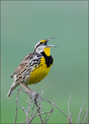 Eastern meadowlark singing