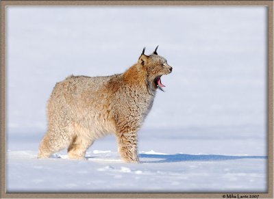 Lynx opening up mouth