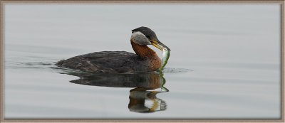 RN Grebe with fish