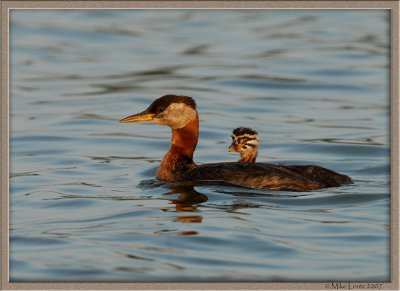 Red Necked Grebe cute family