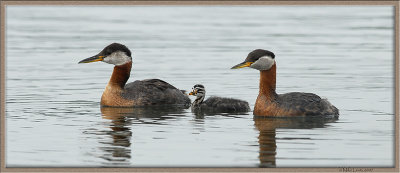 Red Necked grebe family portrait