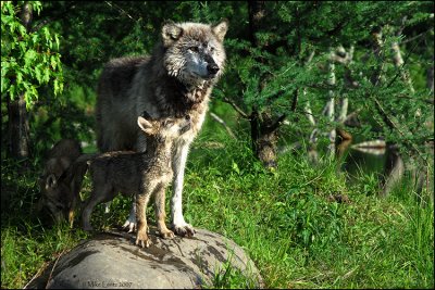 Wolf and companion pup